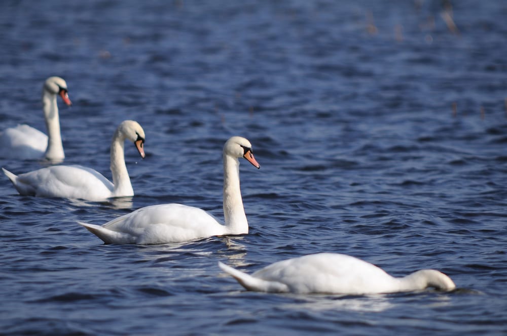 shutterstock_13973014