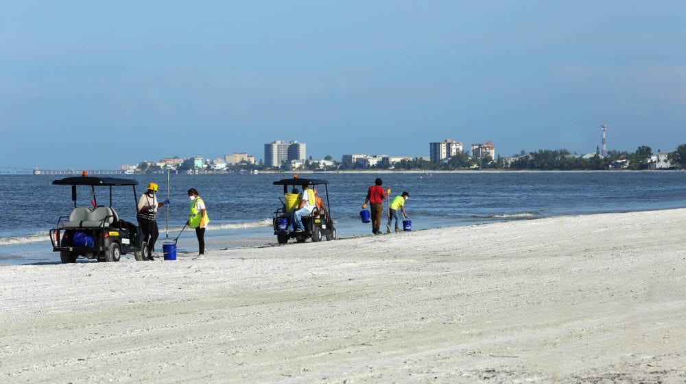 crews cleaning dead fish fort myers beach florida red tide