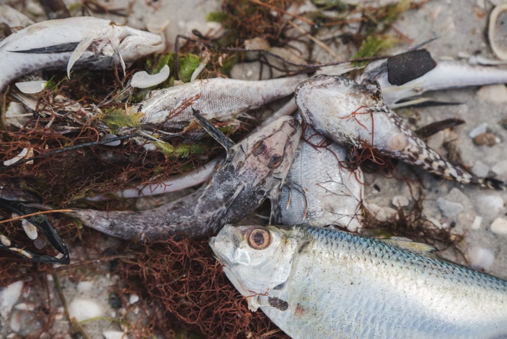 dead fish on englewood florida beach in red tide fish kill