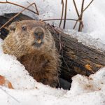 Canadian-Groundhog-Day