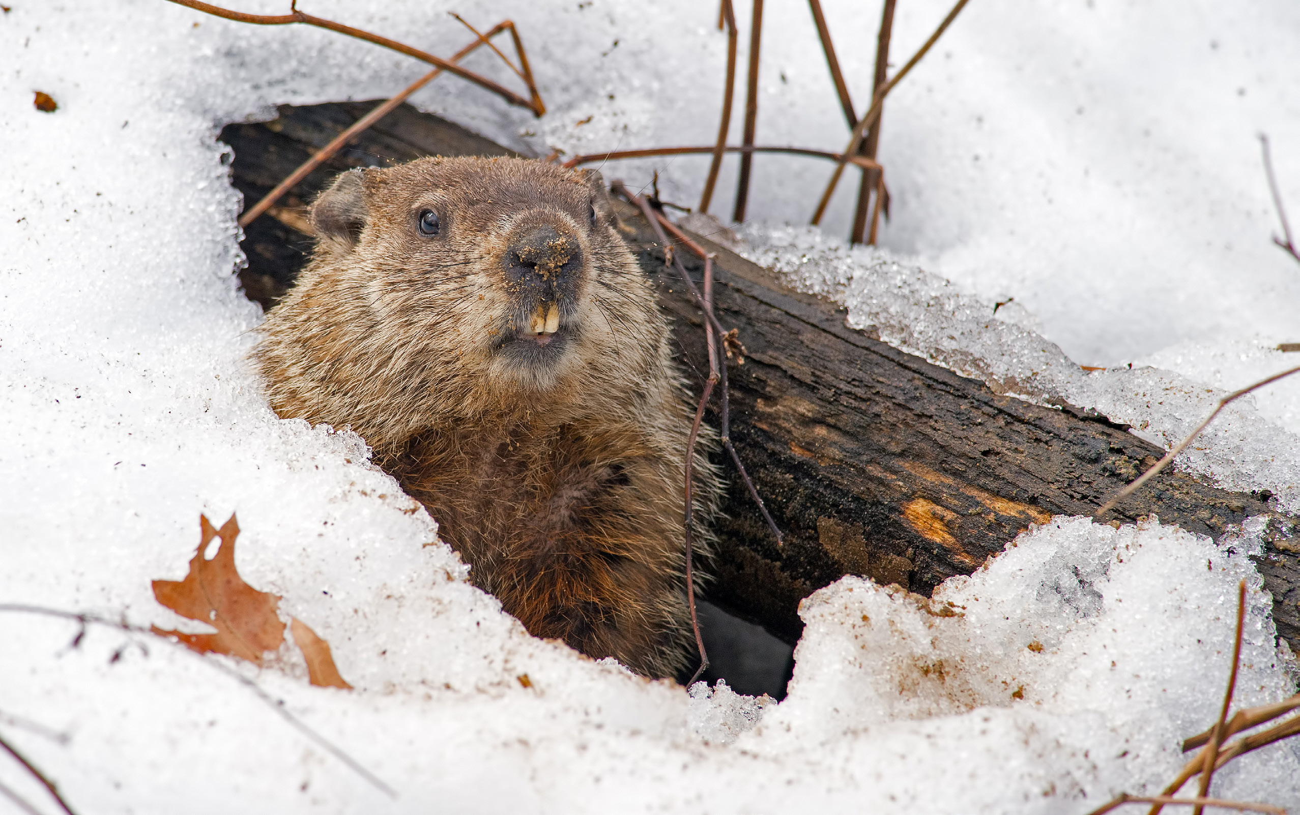 Canadian-Groundhog-Day
